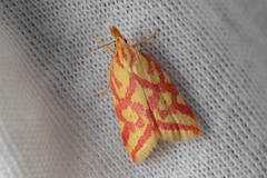 Hypercallia citrinalis
