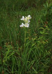 Pecteilis gigantea