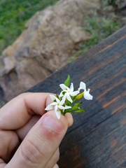 Angiospermae