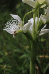 Pecteilis gigantea