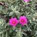 Magenta Rockrose - Photo (c) samkelly, some rights reserved (CC BY-NC)