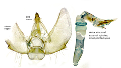 Eupithecia lariciata