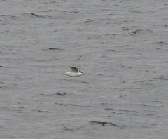 Chroicocephalus ridibundus