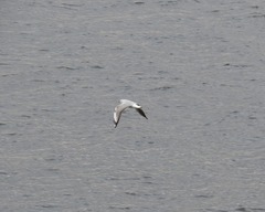 Chroicocephalus ridibundus