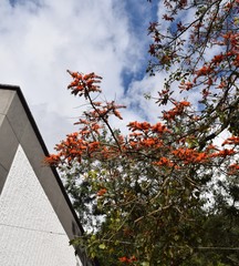 Erythrina poeppigiana