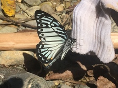 Graphium delessertii