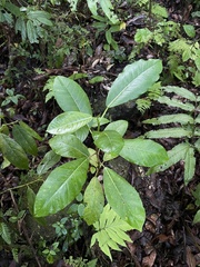 Ficus trigonata