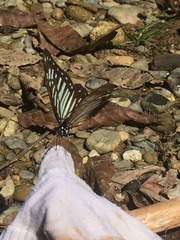 Graphium delessertii
