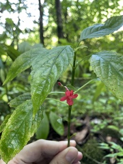 Ruellia coccinea