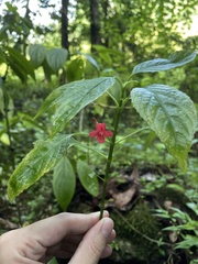 Ruellia coccinea
