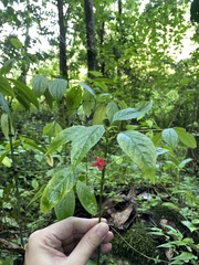 Ruellia coccinea