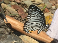 Graphium delessertii