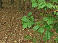 Ilex opaca opaca