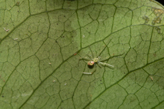 Theridion grallator