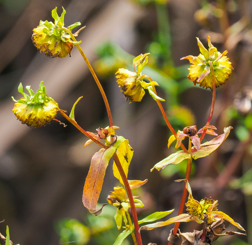 Bidens cernua iNat (2)