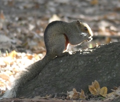 Callosciurus erythraeus