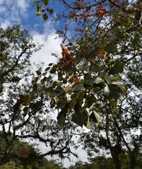 Erythrina poeppigiana