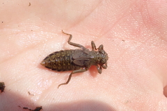 Burmagomphus vermicularis