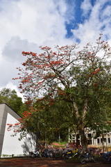 Erythrina poeppigiana