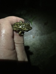 Pulchrana moellendorffi