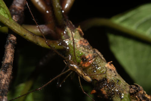 Tetragnatha hawaiensis, 2021-10-11