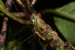 Tetragnatha hawaiensis