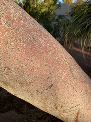 Prosopis