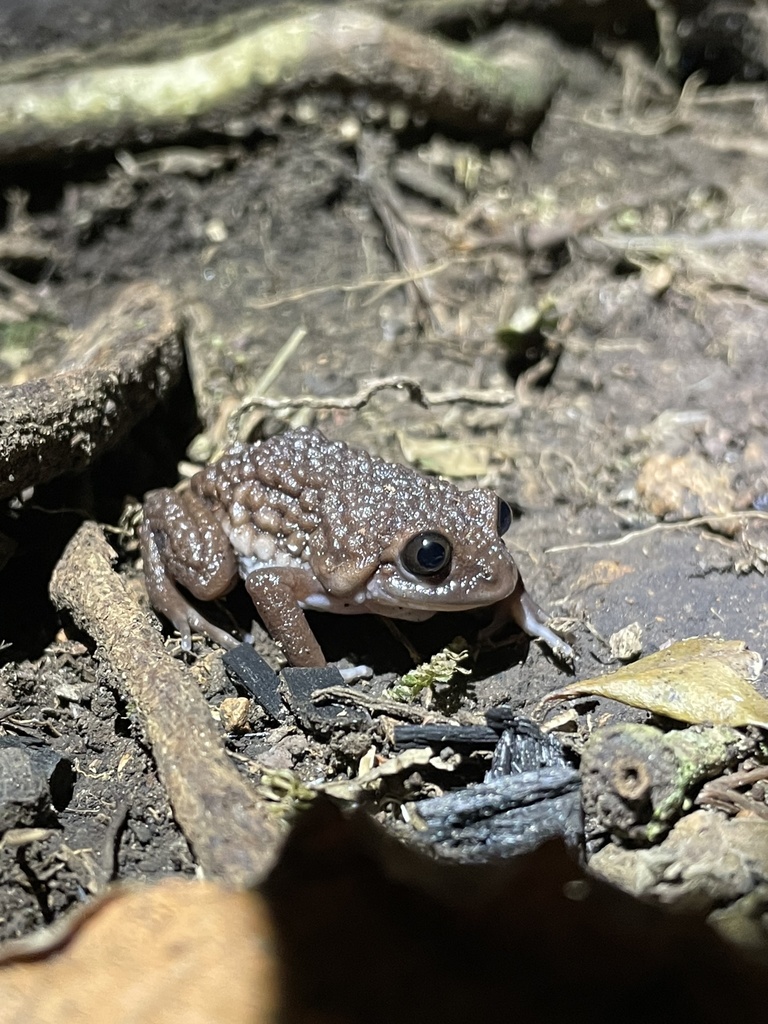 Luderwaldt's Highland Frog