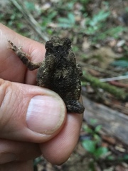 Ingerophrynus philippinicus