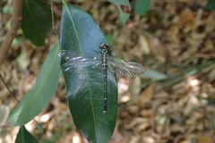 Burmagomphus vermicularis