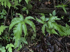 Tectaria heracleifolia