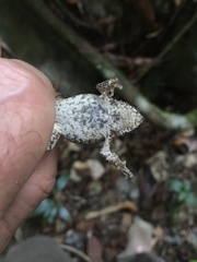 Ingerophrynus philippinicus