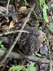 Smilax coriacea