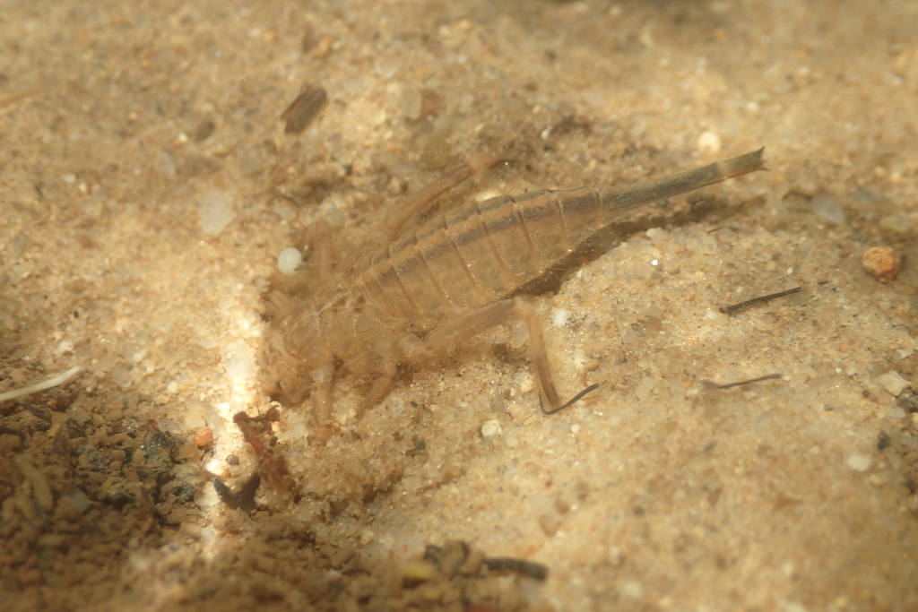 Labrogomphus
