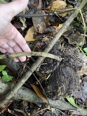 Smilax coriacea
