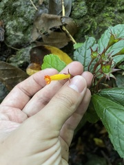Gesneria cuneifolia