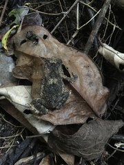 Ingerophrynus philippinicus