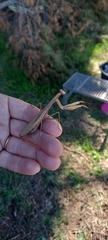 Mantis religiosa religiosa