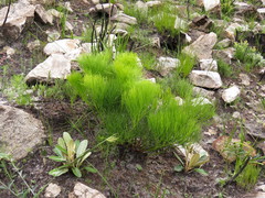 Nanobubon strictum