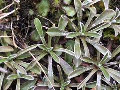 Antennaria alpina