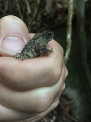 Ingerophrynus philippinicus