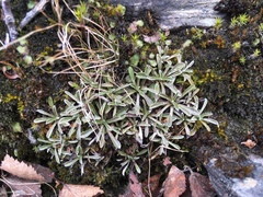 Antennaria alpina