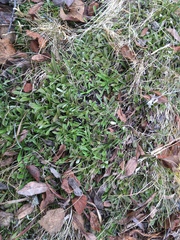 Antennaria alpina