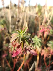 Euphorbia epithymoides
