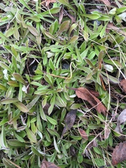 Antennaria alpina