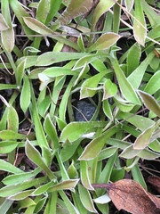 Antennaria alpina
