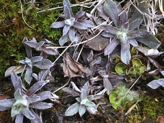 Antennaria alpina