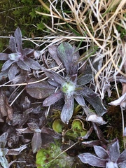 Antennaria alpina