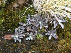 Antennaria alpina