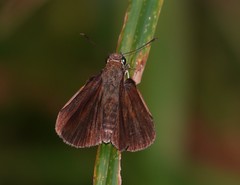 Euphyes dukesi calhouni